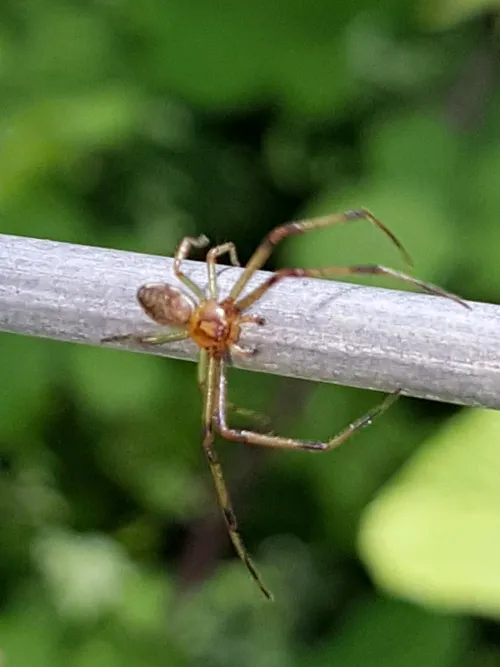 Diaea dorsata - photo 6