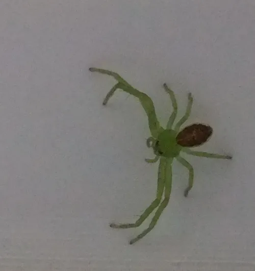 Diaea dorsata - photo 7