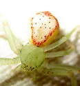 Diaea livens