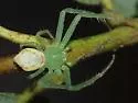 Diaea livens - photo 3