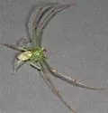 Diaea livens - photo 4