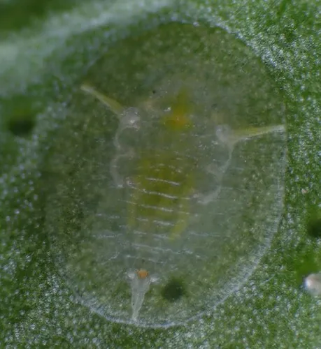 Citrus Whitefly