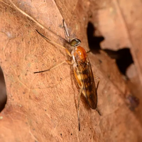 Dialysis elongata