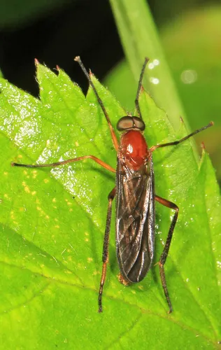 Dialysis rufithorax - photo 3