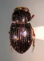 Dialytellus tragicus - Dialytellus tragicus