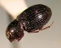 Dialytellus tragicus - photo 2