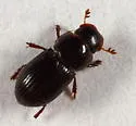 Dialytellus tragicus - photo 3