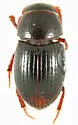 Dialytellus tragicus - photo 4