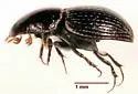 Dialytellus tragicus - photo 5