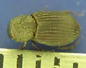 Dialytes striatulus - Dialytes striatulus