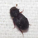 Dialytes striatulus - photo 4