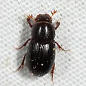 Dialytes truncatus - photo 2