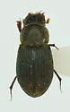 Dialytes ulkei