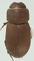 Dialytodius decipiens - Dialytodius decipiens