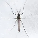 Diamesa nivoriunda