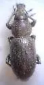 Diamimus subsericeus - Diamimus subsericeus