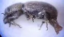 Diamimus subsericeus - photo 2