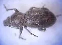 Diamimus subsericeus - photo 3