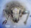 Diamimus subsericeus - photo 5