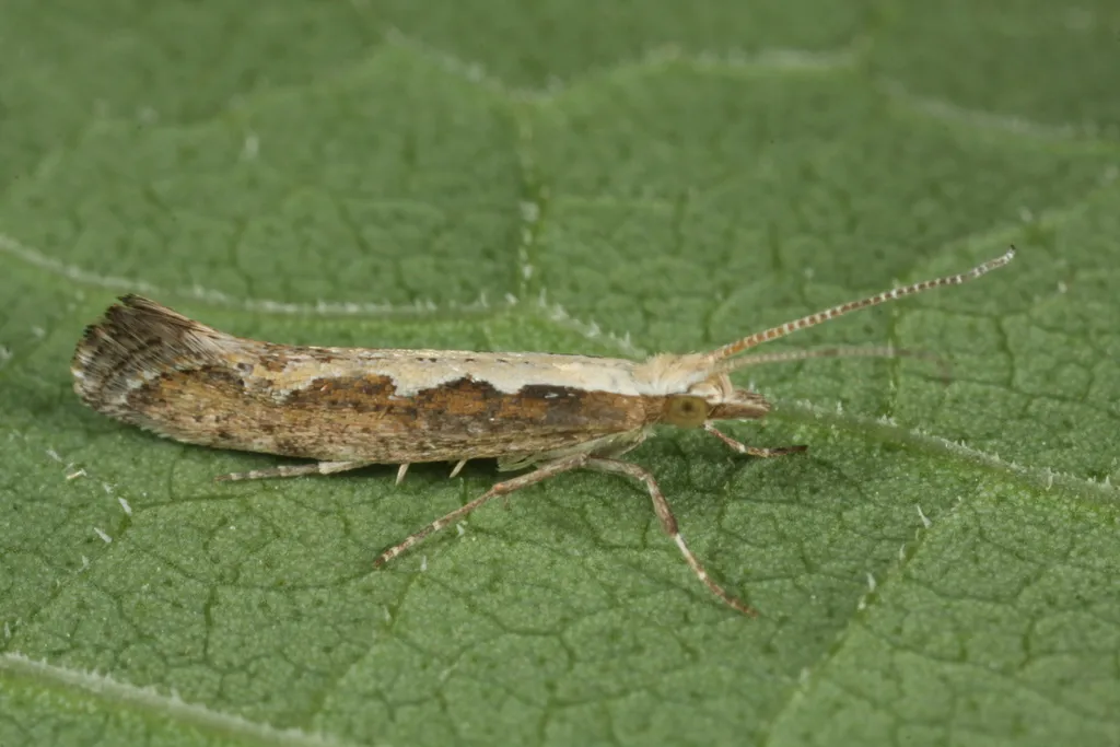 Diamond-back Moth - photo 2
