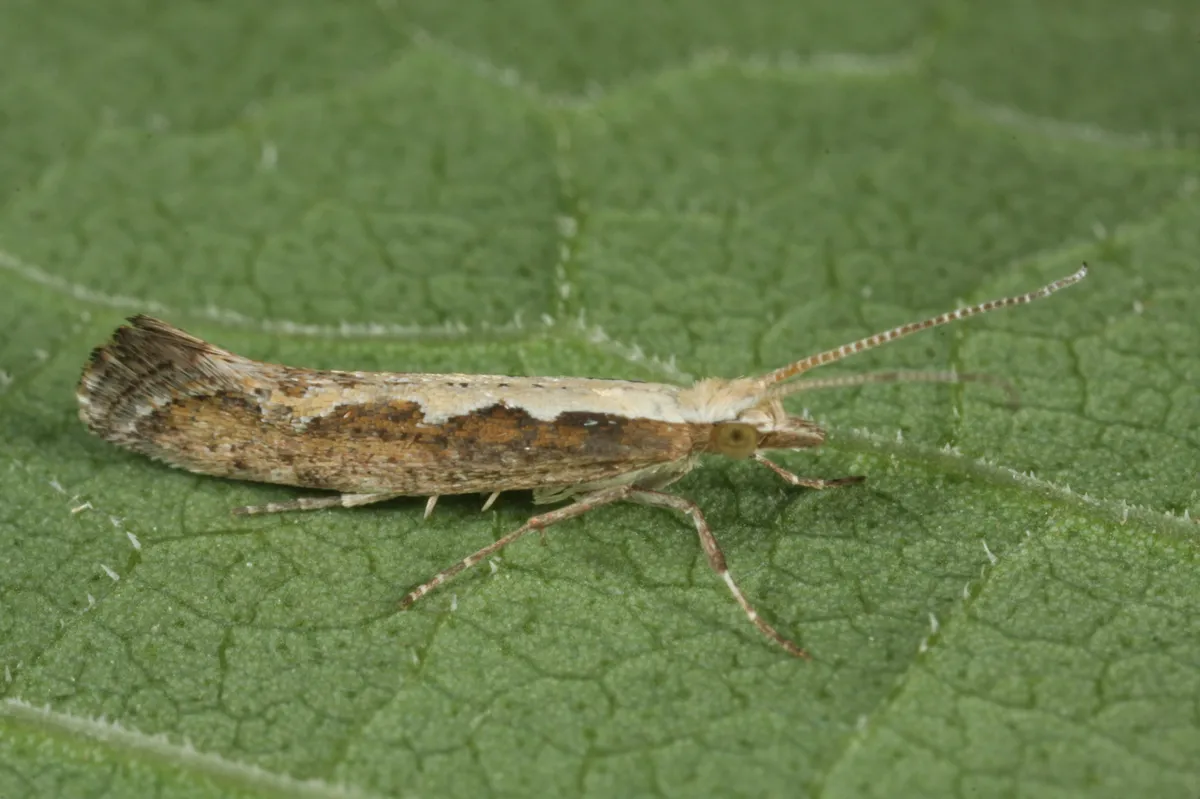 Diamond-back Moth - photo 3