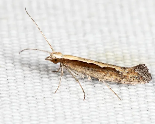 Diamond-back Moth - photo 4