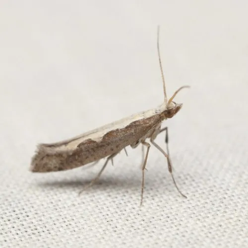 Diamond-back Moth - photo 5