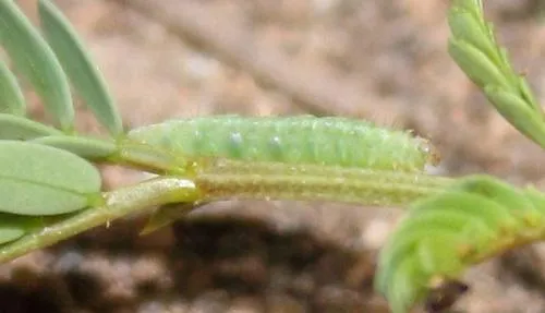 Diamond-back Moth - photo 8