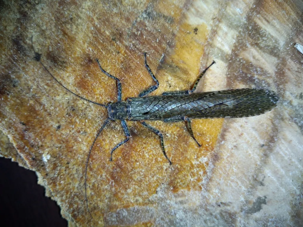 Diamphipnoidae - photo 2