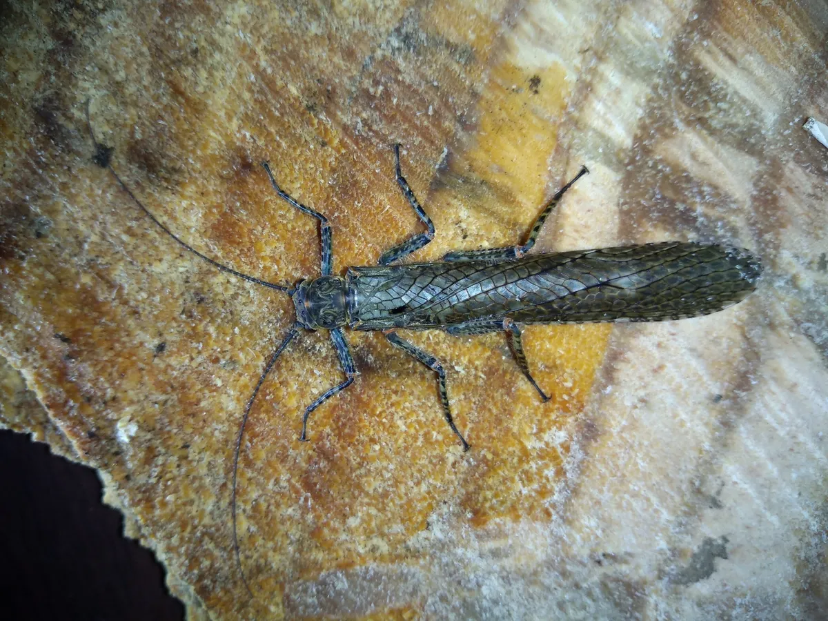 Diamphipnoidae - photo 3