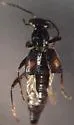 Dianous nitidulus