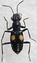 Dianous nitidulus - photo 2