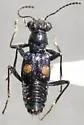 Dianous nitidulus - photo 3