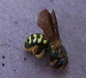 Dianthidium curvatum