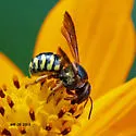 Dianthidium curvatum - photo 2
