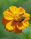 Dianthidium curvatum - photo 3