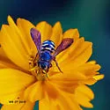Dianthidium curvatum - photo 4