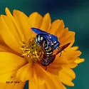 Dianthidium curvatum - photo 5
