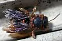 Dianthidium floridiense