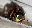 Dianthidium floridiense - photo 2