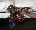 Dianthidium floridiense - photo 3