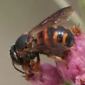 Dianthidium floridiense - photo 4