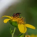 Dianthidium floridiense - photo 5
