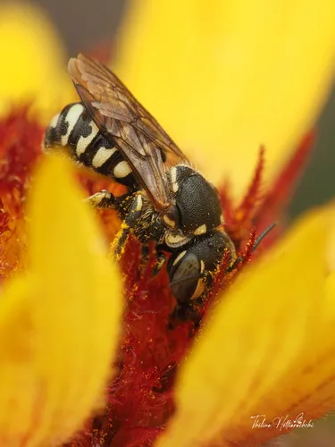 Dianthidium pudicum