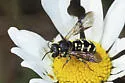 Dianthidium simile - Dianthidium simile
