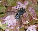 Dianthidium simile - photo 2