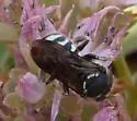 Dianthidium simile - photo 3