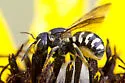 Dianthidium simile - photo 4