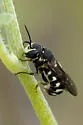 Dianthidium simile - photo 5