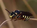 Texas Pebble Bee